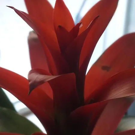 Romantic Отель типа 