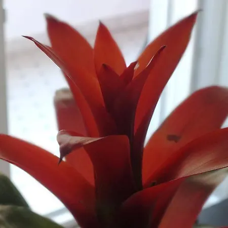 Romantic Отель типа 