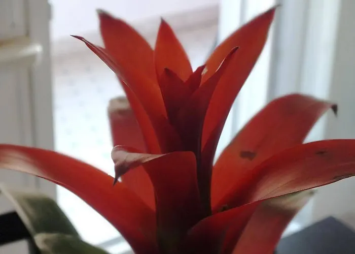 Romantic Bed & Breakfast